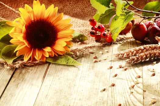 Colorful rustic Thanksgiving background with a vibrant yellow sunflower, ears of ripe wheat, rose hips and berries on a wooden table with copyspace