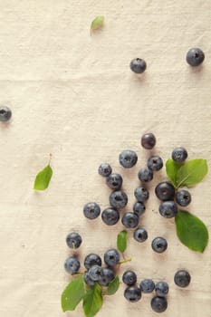 Scattered Fresh Blue Berries on Table. Vitamin-Rich Fruit.