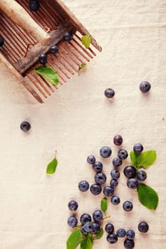 Scattered Fresh Sweet Blue Berries on Off White Cloth Background.