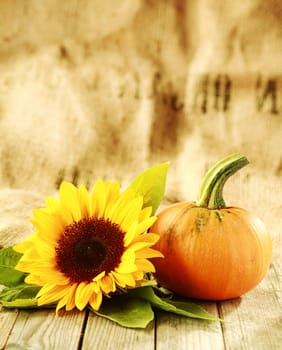 Thanksgiving or autumn background of a bright yellow sunflower and fresh pumpkin or orange squash on rustic wooden boards with a textured brown and beige background with large copyspace