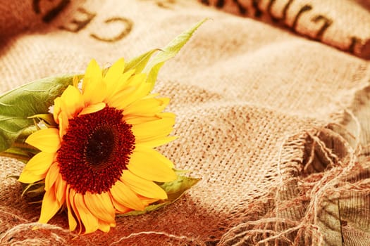 Beautiful bright yellow sunflower in a rustic background lying on a frayed piece of brown hessian with natural fiber detail and copyspace