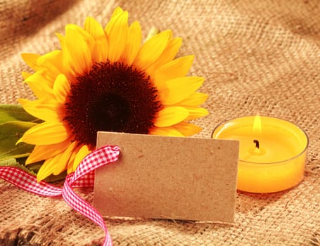 Festive Christmas sunflower background with a vibrant yellow fresh sunflower and burning orange candle with a blank gift tag or card tied with a red and white checked ribbon on hessian