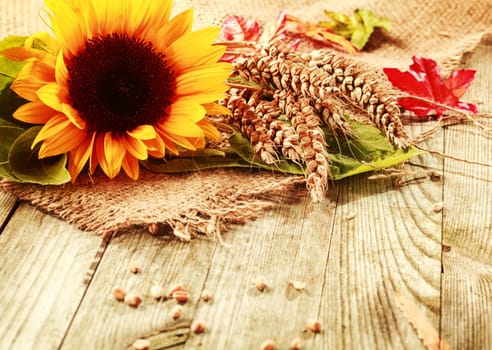 Summer or fall background with a vivid yellow fresh sunflower and freshly harvested ripe ears of wheat on a square of hessian fabric on rustic wooden boards with copyspace