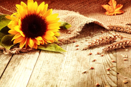 Rustic background with a bright colorful yellow sunflower and ripe golden ears of wheat on textured burlap fabric on old wooden boards with copyspace