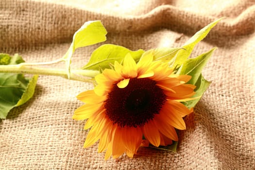 Autumnal Thanksgiving background with a colorful yellow fresh sunflower lying on rustic textured woven hessian material