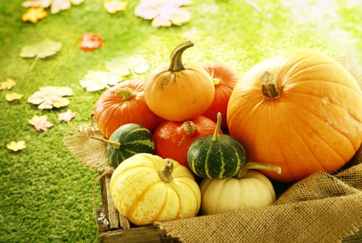 Variety of Pumpkins and Gourds in Wooden Crate with Fall Leaves in Background