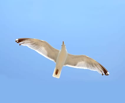 Silver Gull