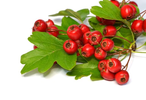 Hawthorn