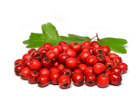 Hawthorn