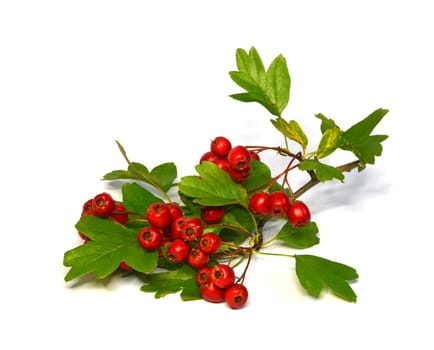Hawthorn