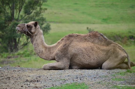 Australian camel