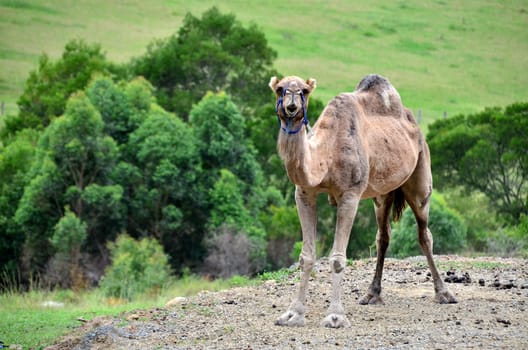 Australian camel