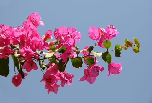 Bougainville,pink,rose,blossom,flowers,flower,branch,branch