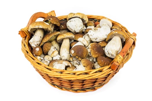 Porcini mushroom in a basket,collected noble mushrooms on a white background
