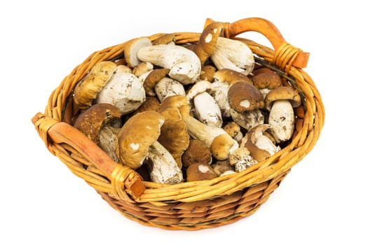 Porcini mushroom in a basket,collected noble mushrooms on a white background