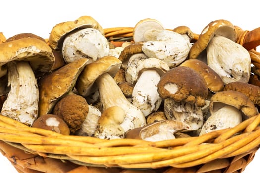 Porcini mushroom in a basket,collected noble mushrooms on a white background