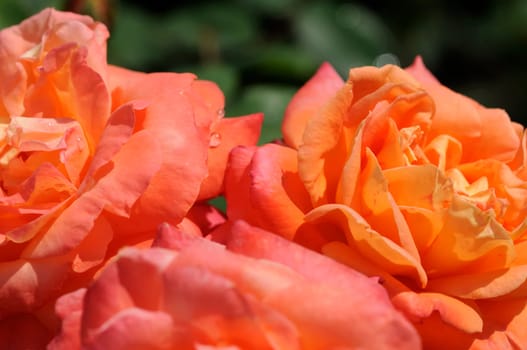 Roses