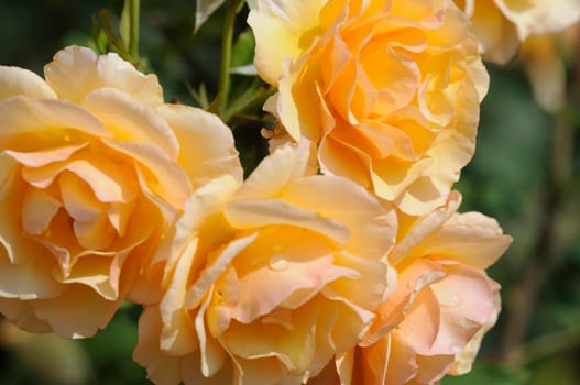 Roses