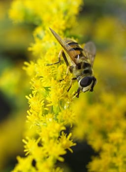Floating fly on Goldraute