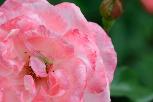 Roses