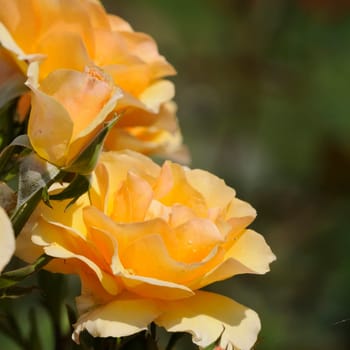 Roses