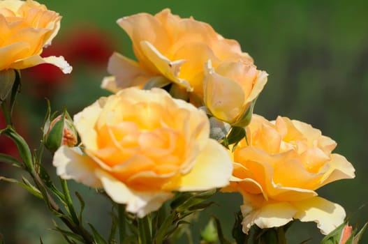 Roses