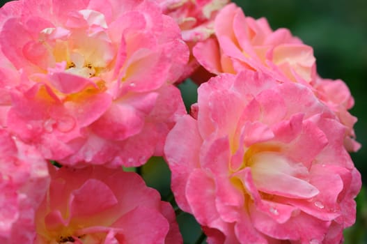 Roses