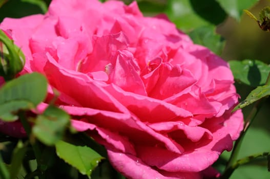 Roses