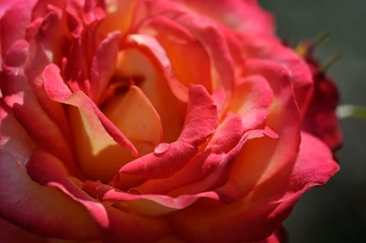 Roses