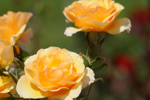Roses