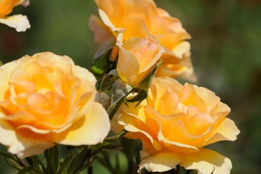 Roses