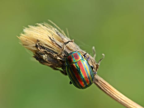 Rainbow leaf beetle (Chrysolina cerealis)