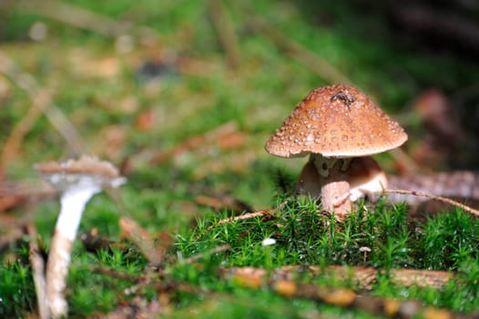 Young single mushroom in grass