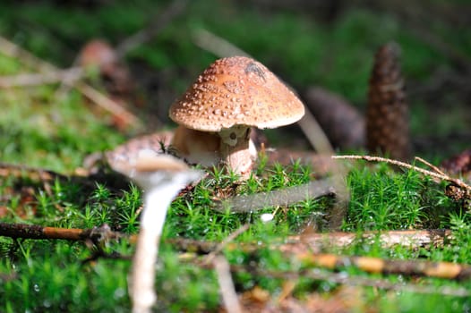 Young single mushroom in grass
