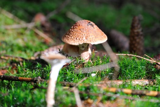 Young single mushroom in grass