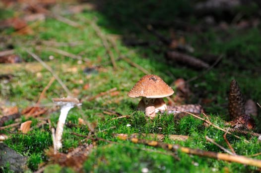 Young single mushroom in grass