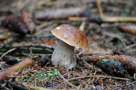 Young single porcini mushroom in grass