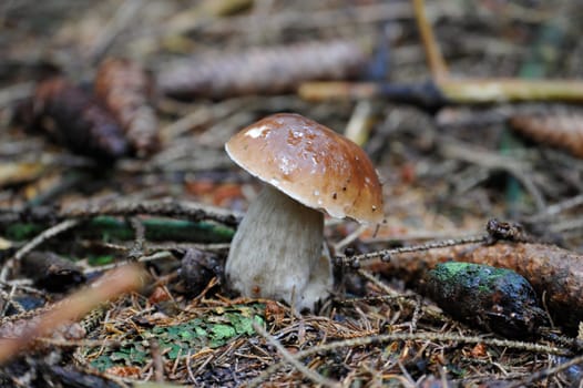 Young single porcini mushroom in grass