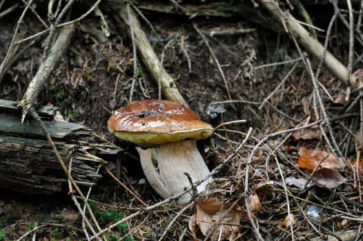 Young single porcini mushroom in grass