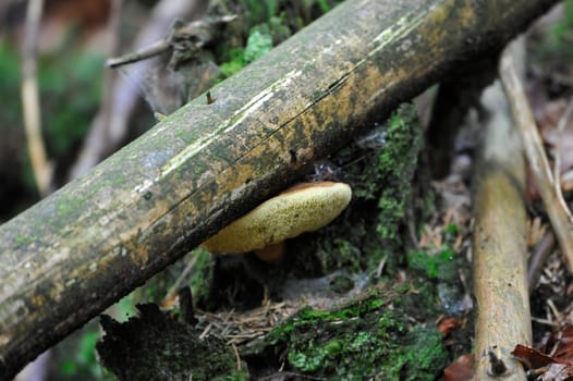 Young single porcini mushroom in grass