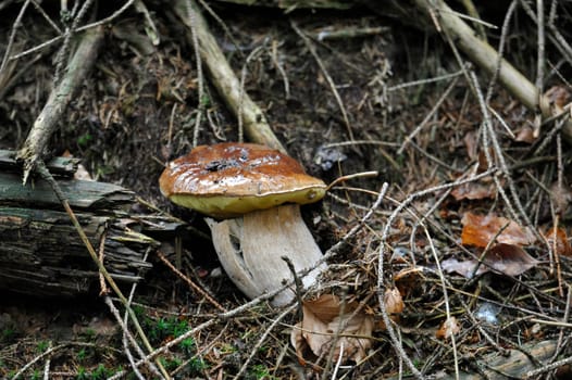 Young single porcini mushroom in grass