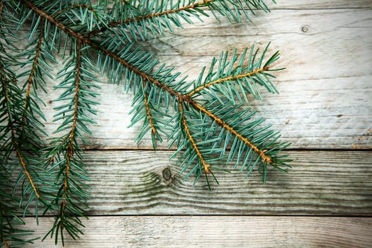 Christmas background with a natural pine branch over weathered rustic wooden boards with woodgrain texture