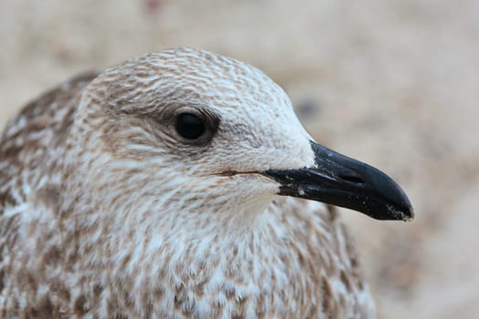 Seagull on the beach