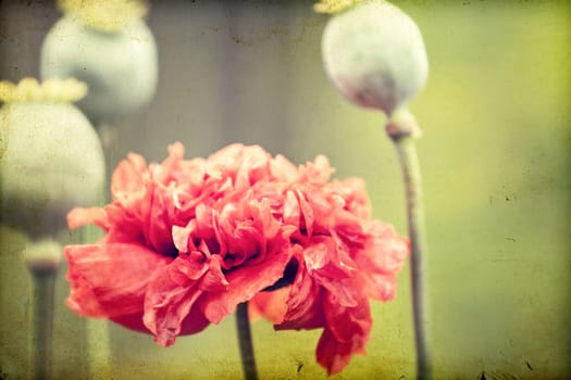 Vintage photo of poppy