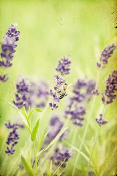 Vintage photo of lavender in the field