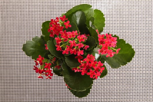 Red flowers on a pot, on a patterned background.