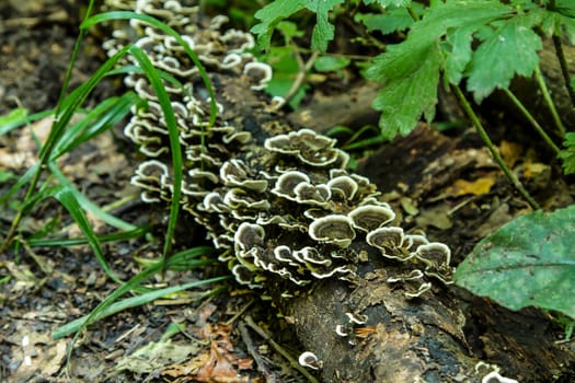 Searching for mushrooms in the woods.