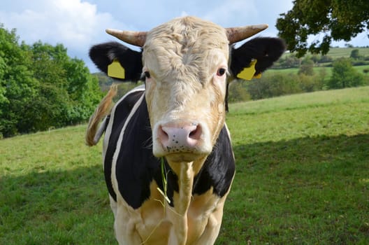 A bull in the pasture