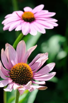 Coneflower