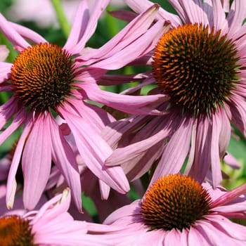 Coneflower